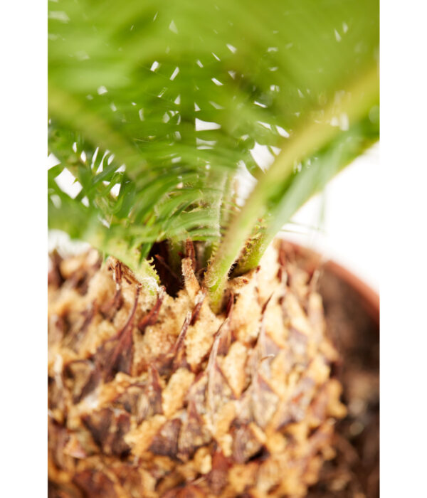 Rahu-palmlehik P24 50cm