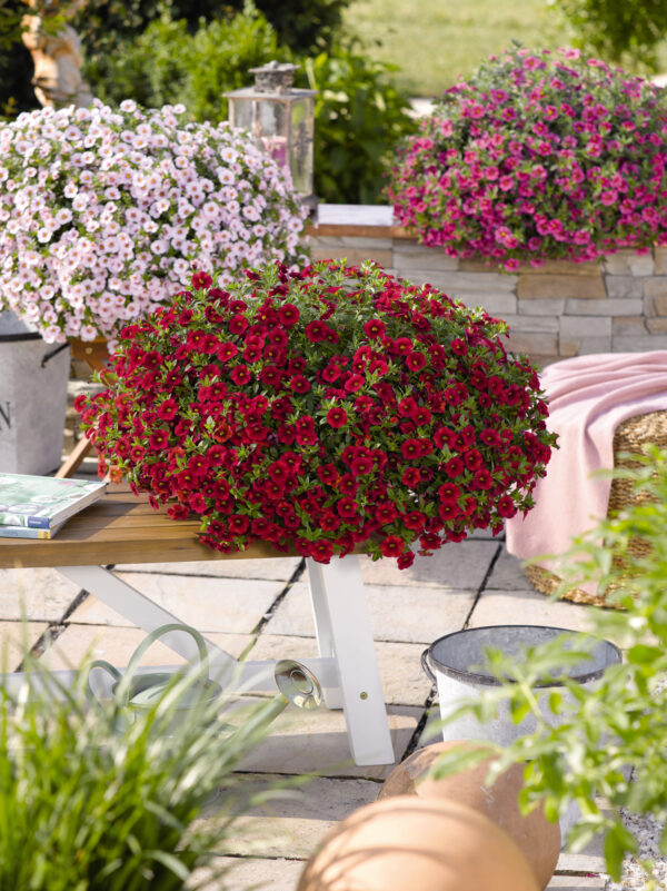 Puispetuunia 'Aloha Kona Dark Red' 10tk