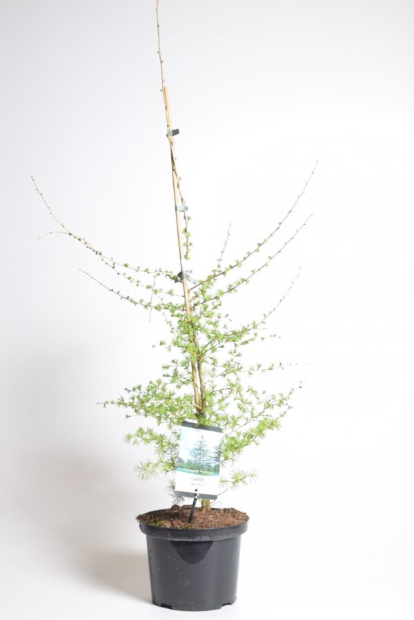 Euroopa lehis P23 80-100cm