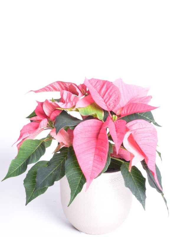 Jõulutäht P10,5 haruline Eestis kasvatatud