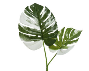 Kunstoks monstera 32x2x85cm