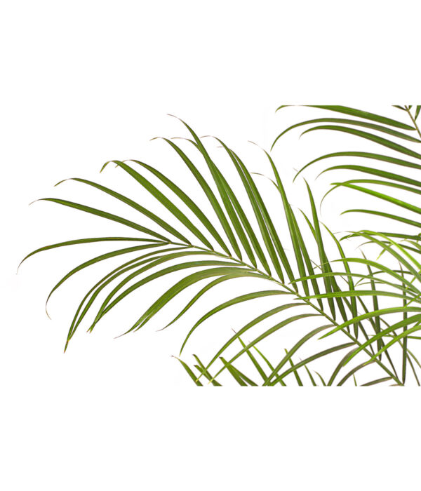 Laose datlipalm P17 60cm