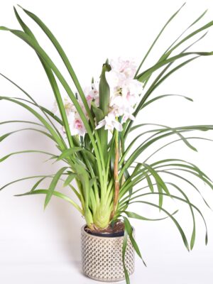 Tsümbiidium P14 erinevad 4-5 õievart