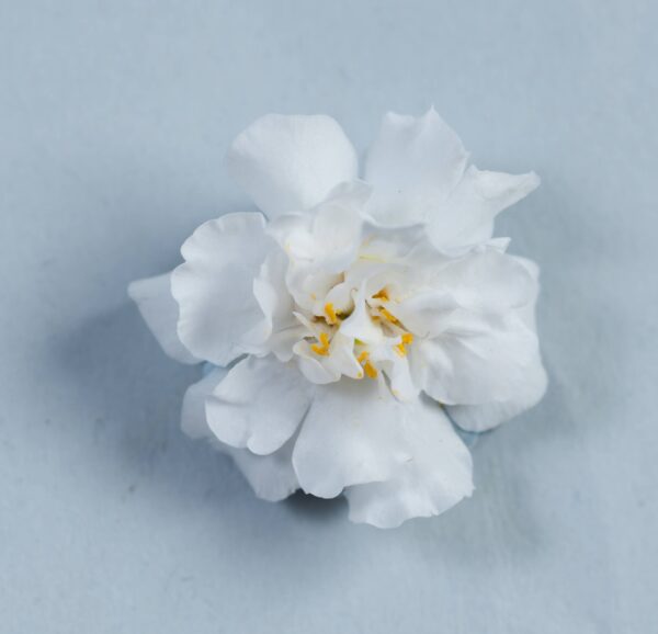 Suutera 'Scopia Double Snowball' 10tk