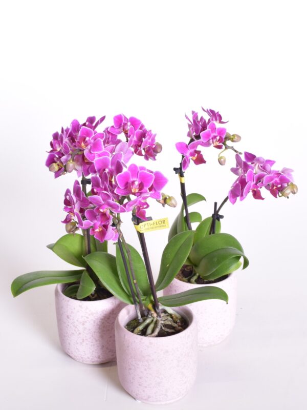 Kuuking 'Fay' P7 2 õievart