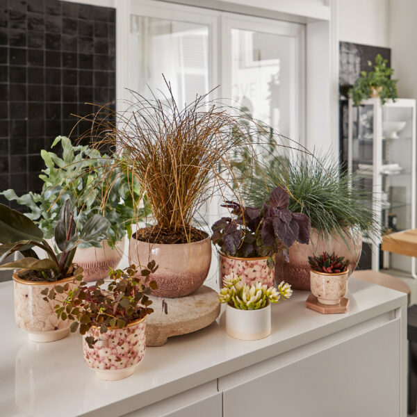 Lillepott õied d14x h13,5cm