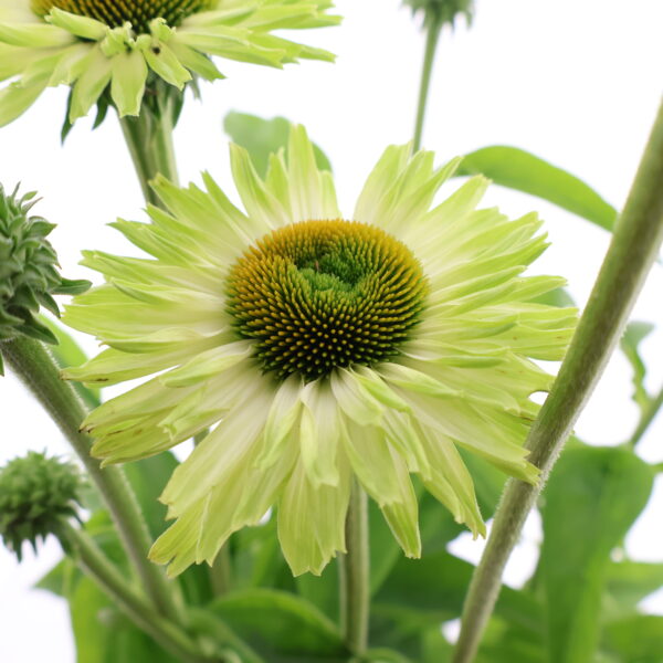 Punane siilkübar 'Sunseekers Apple Green' P19 Eestis kasvatatud