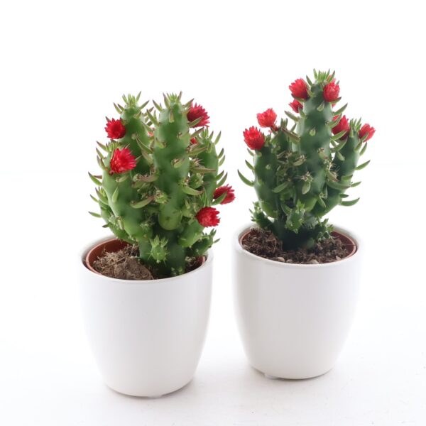 Nõeljas viigikaktus (rullkaktus) P5,5 õlelille õitega ümbrispotis