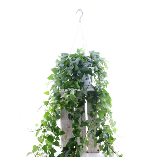 Harilik luuderohi 'Mein Herz' P24 amplis