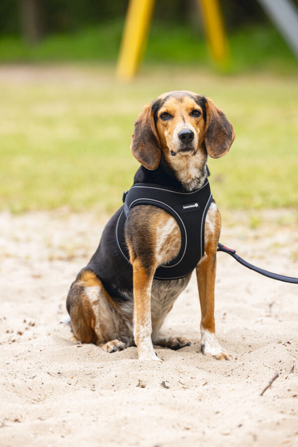 Traksid Parinca 41-46cm must