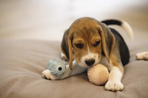 Mänguasi kummist dental hantel 9x4x4 roheline