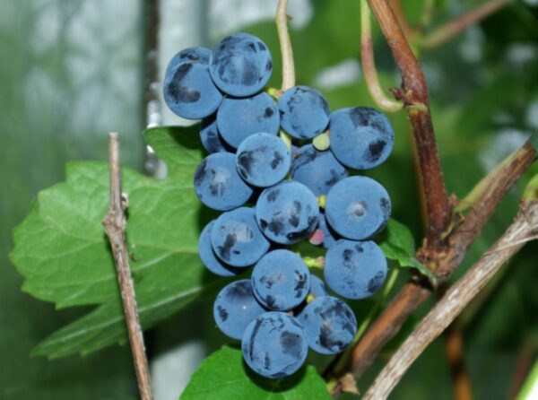 Viinapuu 'Zilga' P23 100-120cm Eestis kasvatatud