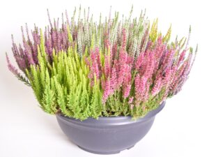 Kanarbik P45 madal kauss