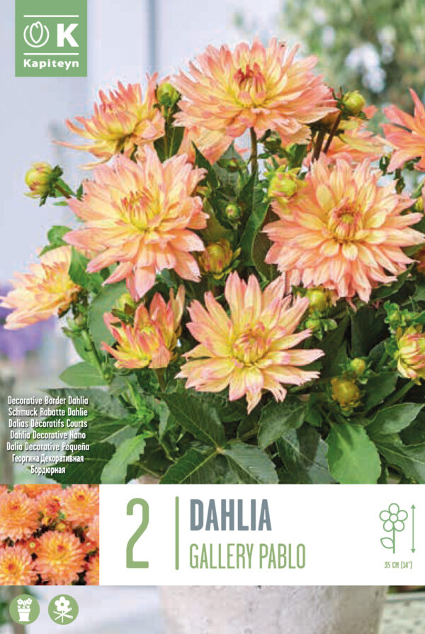 Daalia 'Gallery Pablo' 2tk