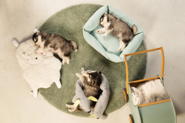 Kutsika kaisumatt Shaggy 60x45x5cm valge