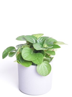 Peperoomia ‘Rana Verde’ P10,5