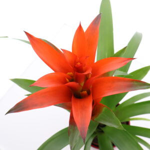 Gusmaania ‘Ostara’ P12