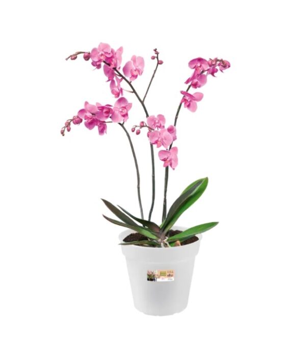 Orhideepott Green Basics 17x16cm läbipaistev