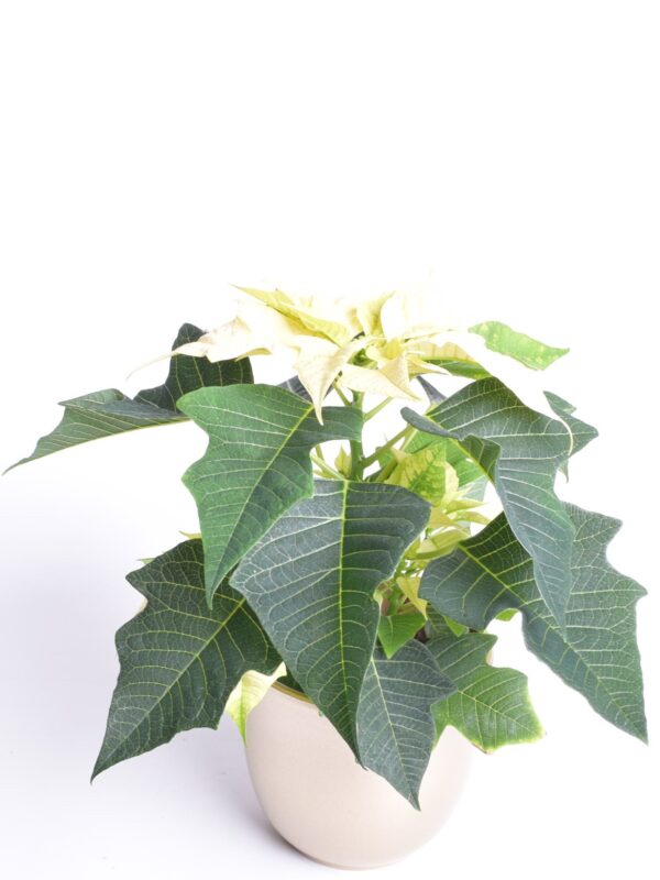 Jõulutäht P10,5 Eestis kasvatatud