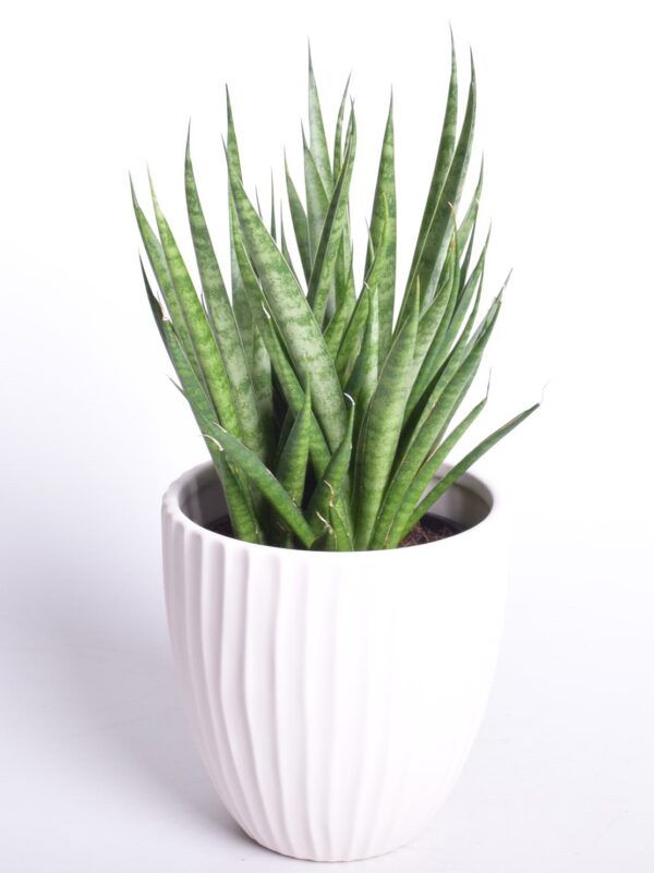 Havisaba 'Comet Kichaka' P12