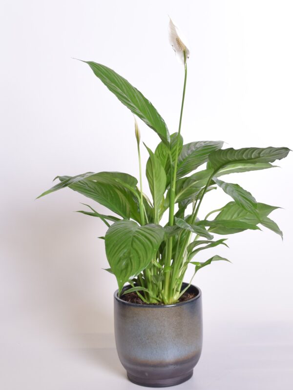 Tõlvlehik 'Vivaldi' P17 40-60cm