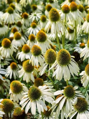 Punane siilkübar ‘Alba’ P17 Eestis kasvatatud