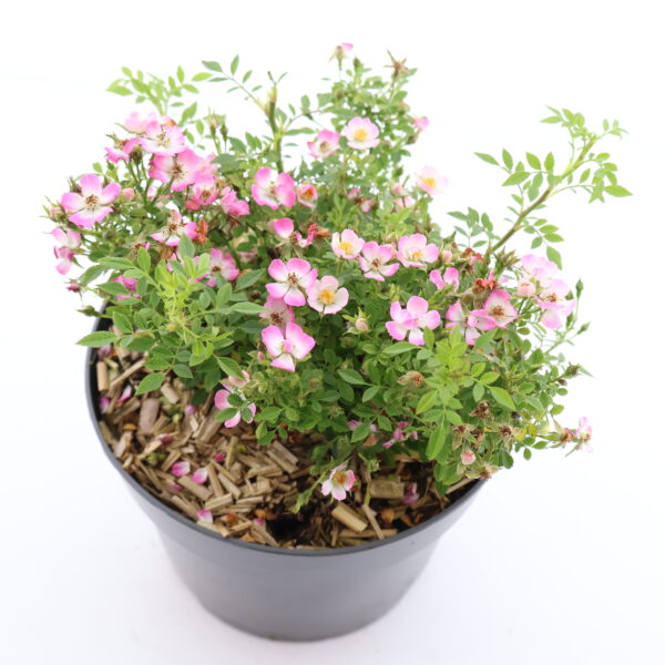 Pinnakatteroos 'Cutie Pie'® P17