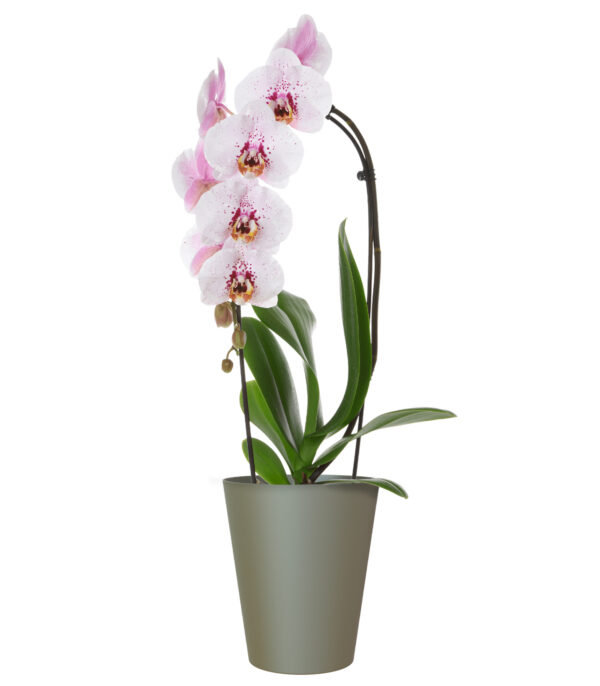 Orhideepott Porto Ø12,5cm roheline