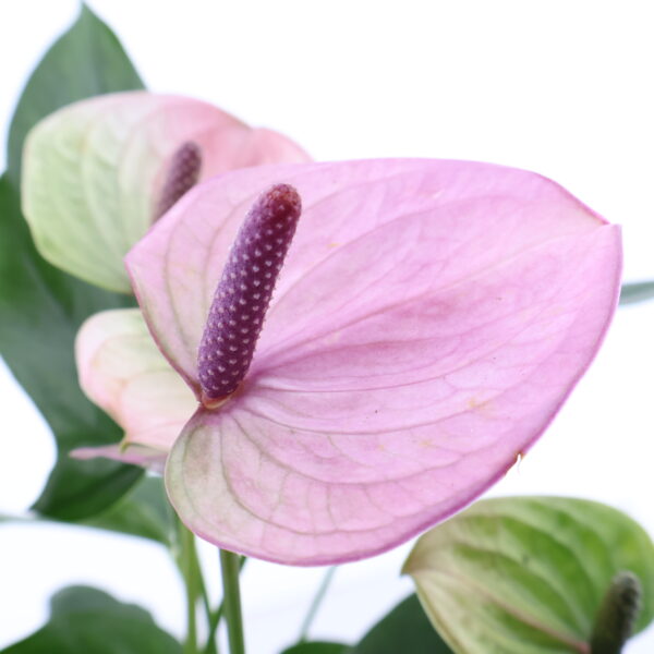 André flamingolill 'Karma Laguna' P17