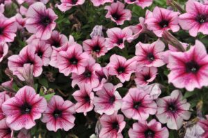 Petuunia ‘Sweetunia™ Burgundy Gem’