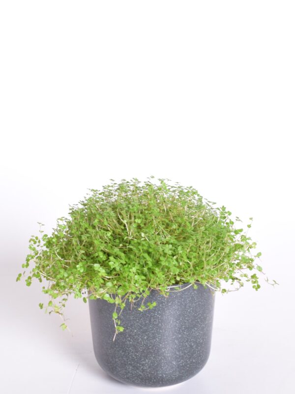 Helksiine (majaõnn) P11