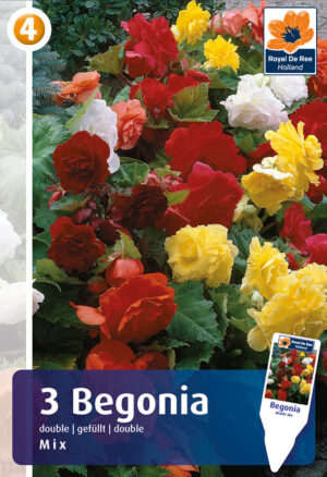 Begoonia topeltõielised 3tk