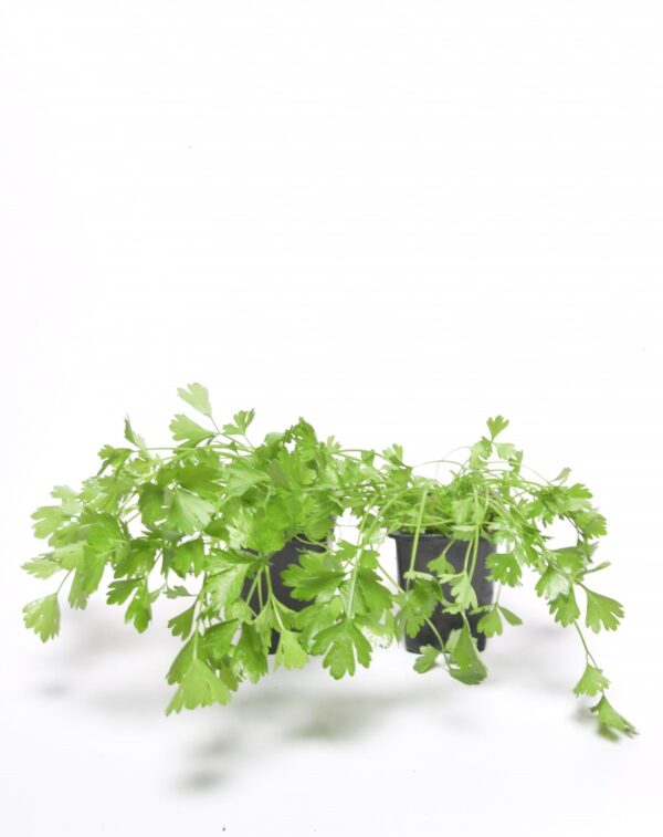 Lehtseller P8 Eestis kasvatatud