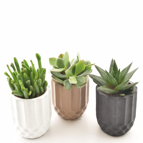 Sukulent P5,5 ümbrispotis erinevad