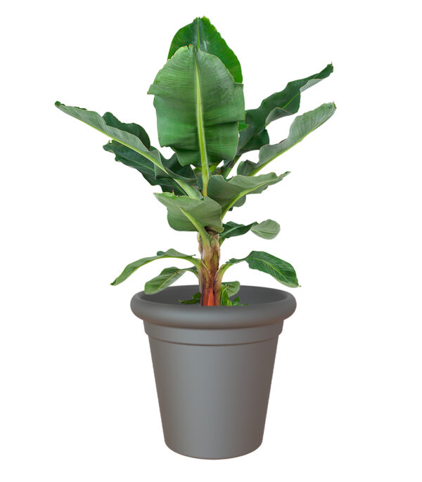 Lillepott Toscana Ø50cm antratsiit