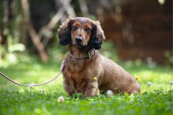 Kaelarihm BZ Balacron 29-35x1,5cm roosa