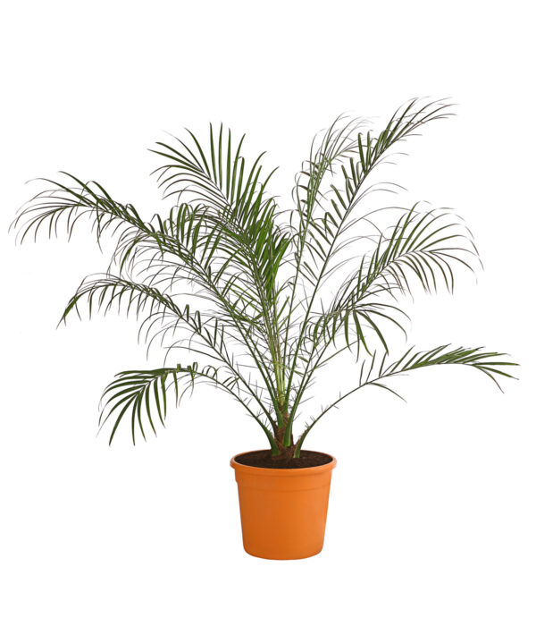 Laose datlipalm P17 60cm