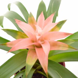 Gusmaania ‘Melissa’ P12
