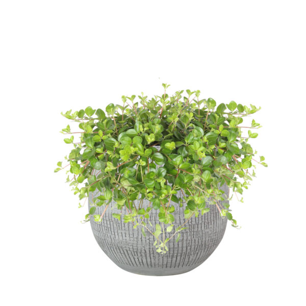 Lillepott Ryan Ø18x h16cm valge/must