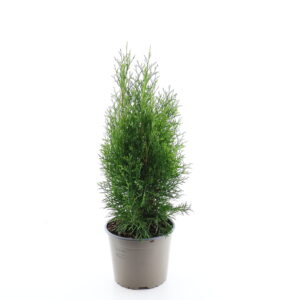 Harilik elupuu ‘Smaragd’ P17 30cm