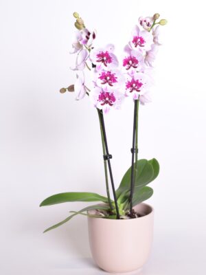 Kuuking ‘Aladdin’ P12 2 õievart