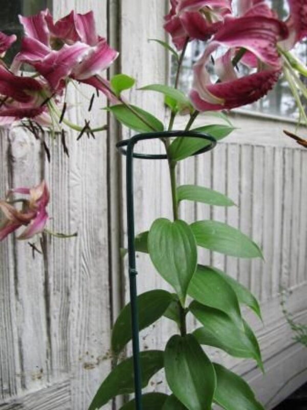 Lilletugi ühele varrele 41cm x 36mm