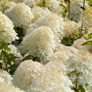 Aedhortensia ‘Phantom’ P21 100cm tüvel