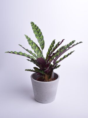 Süstjas tiigerlehik P17