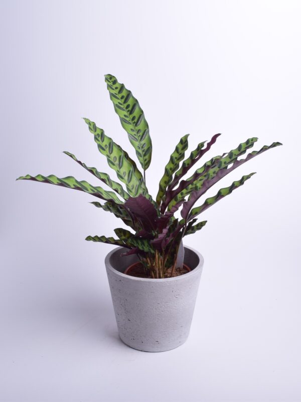 Süstjas tiigerlehik P17