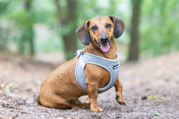 Traksid Parinca premium 38-44cm hall