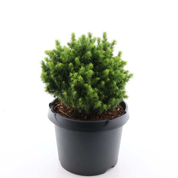 Kanada kuusk 'Alberta Globe' P23 35cm