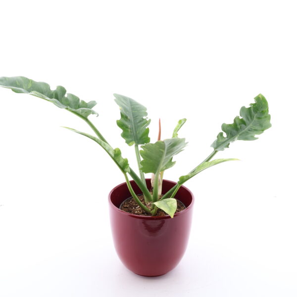 Filodendron 'Ring of Fire' P14