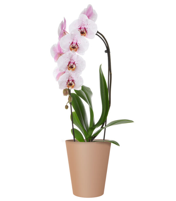 Orhideepott Porto Ø12,5cm beež