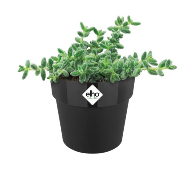 Lillepott B.for original Ø13x h12cm must